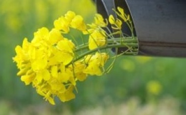 Biodiesel: der „grüne“ Kraftstoff?