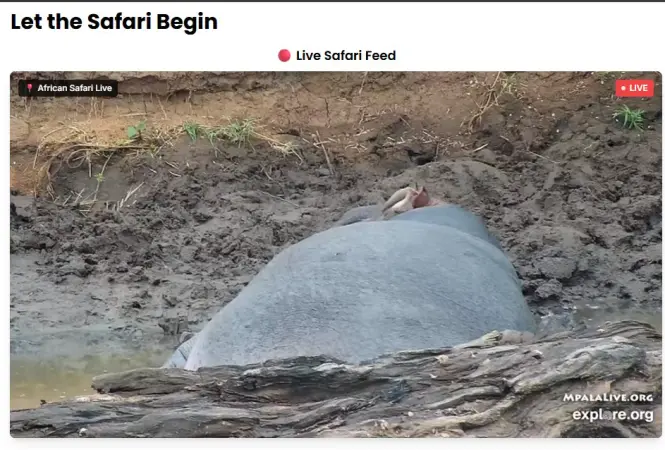 There’s a Large Hippo Resting in the Mud