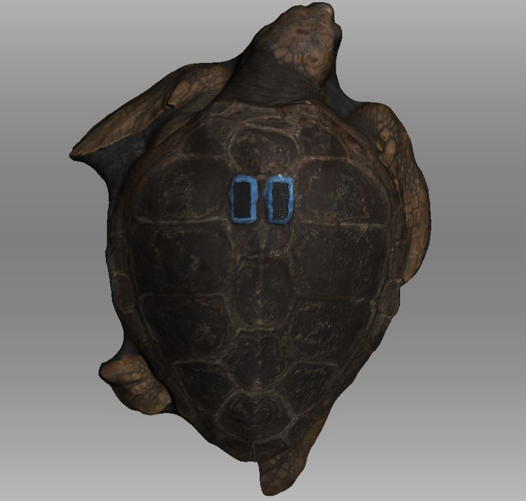 3D-Scan einer großen unechten Karettschildkröte. (Quelle: Lloyd Hopkins,...