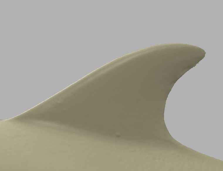 3D-Scan einer Delfinflosse. (Quelle: Lloyd Hopkins, Swansea University, Swansea...