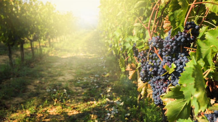 Optische Qualitätskontrolle im Weinanbau (Bildquelle: Jarek Pawlak/Fotolia.com)