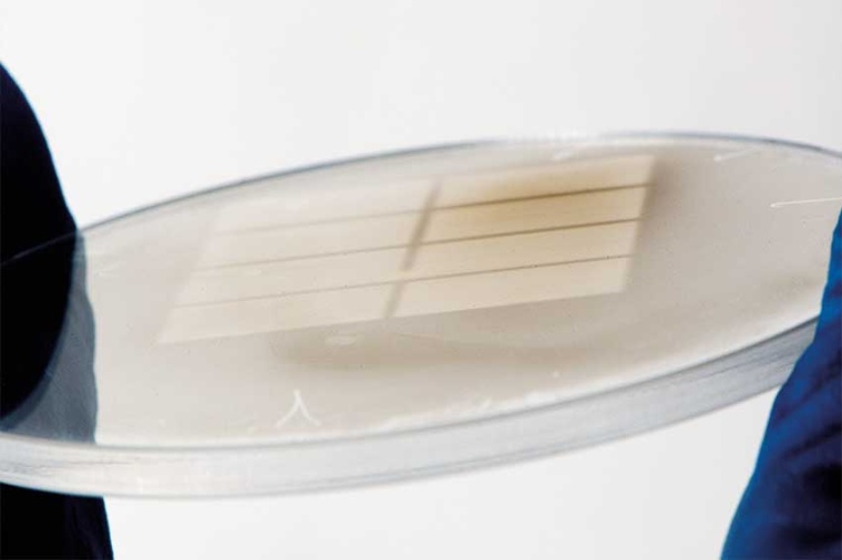 Protective window that was not maintained in a timely manner. (Source: Fh. ILT)