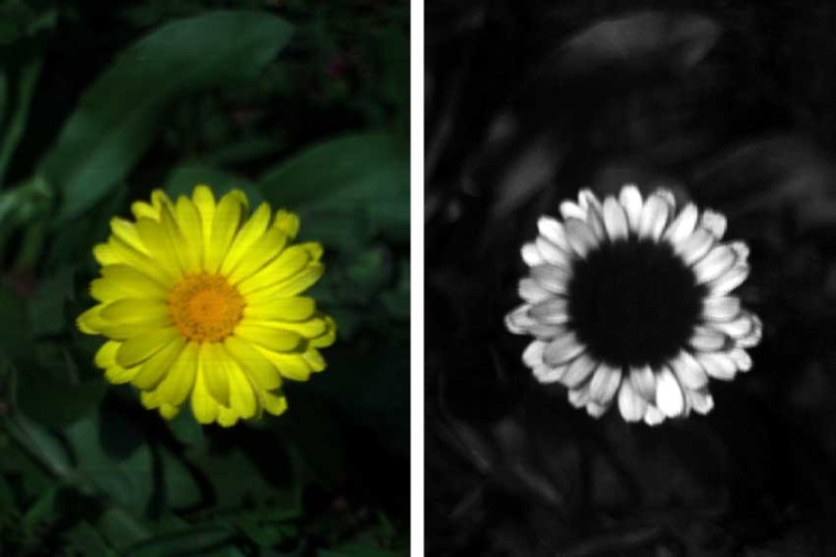 A true-color rendering of the data (left), and the intensity of the UV centered...