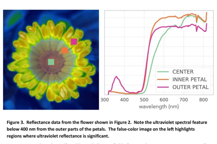 Reflectance data from the flower shown in Figure 2 (Source: Resonon)