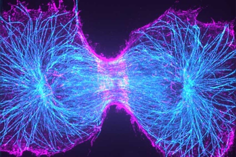 Dividing cell imaged on a spinning disc microscope using a Teledyne...