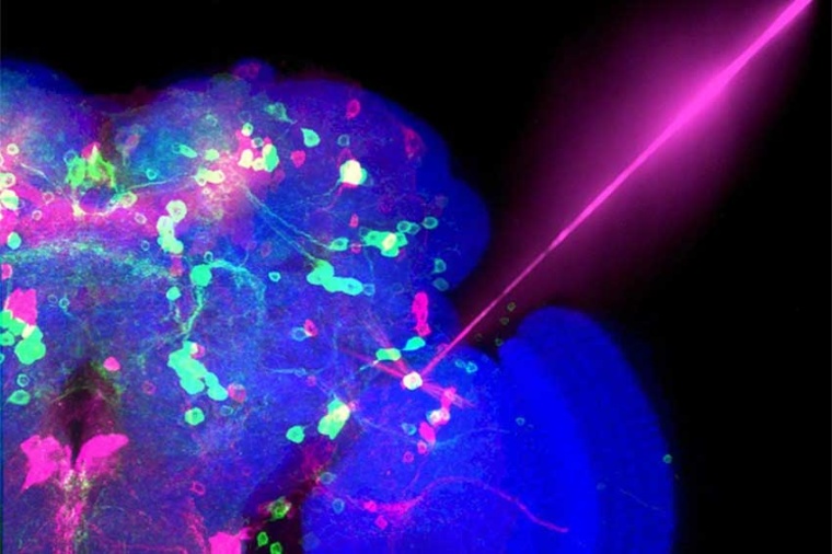 In optogenetics, a light beam is used to write information to nerve cells in...