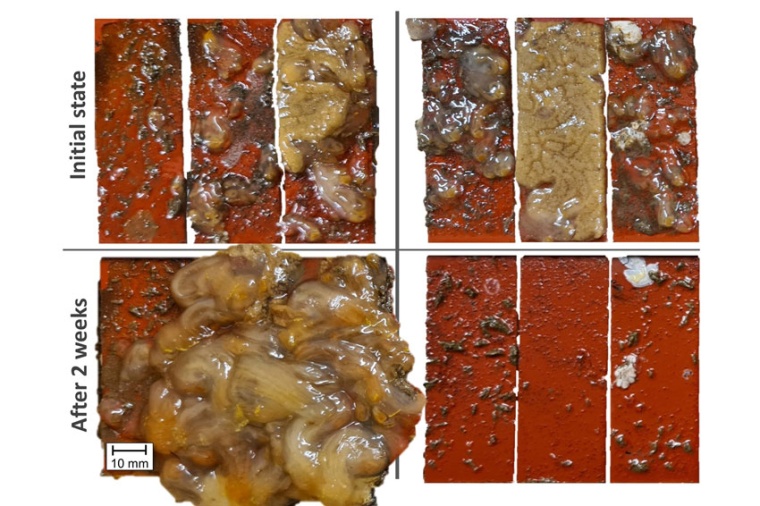 Results of the samples untreated (left) and irradiated with the laser. (Source:...