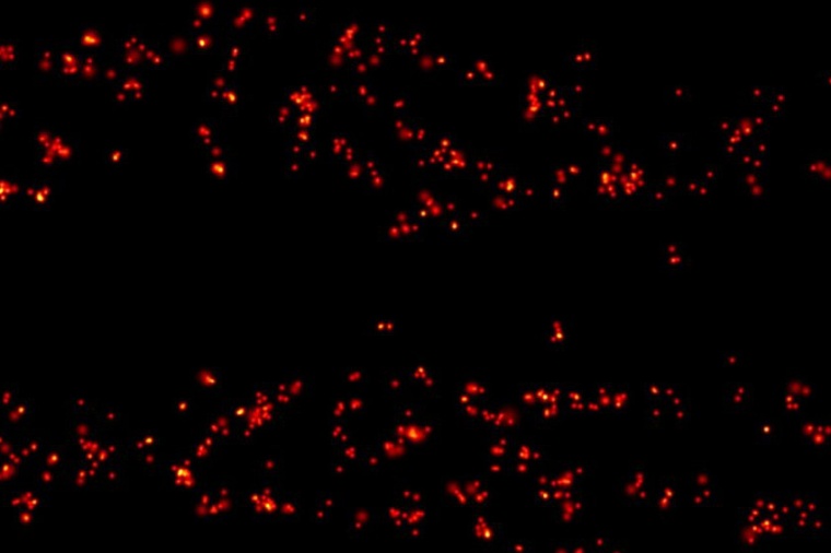 MINSTED achieves a very hight resolution: Fluorescently labeled proteins...