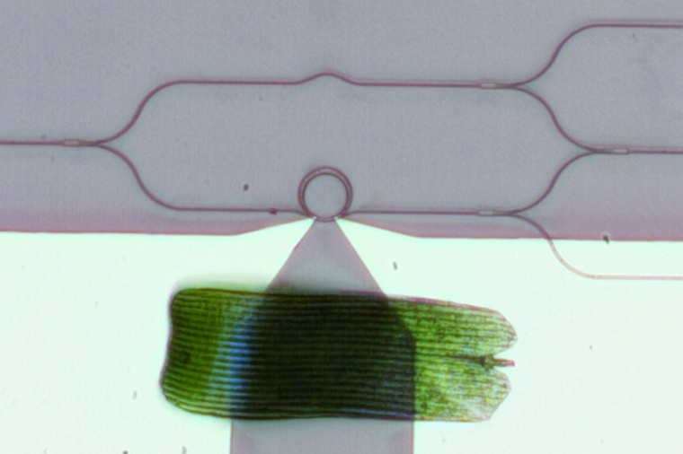 A visible-spectrum phase modulator is tinier than a butterfly wing scale....