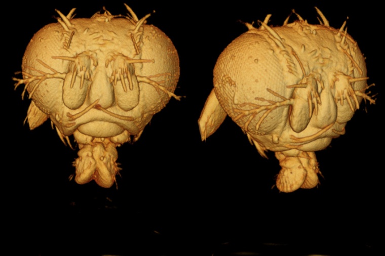 The new method produces highly detailed images that reveal features difficult...