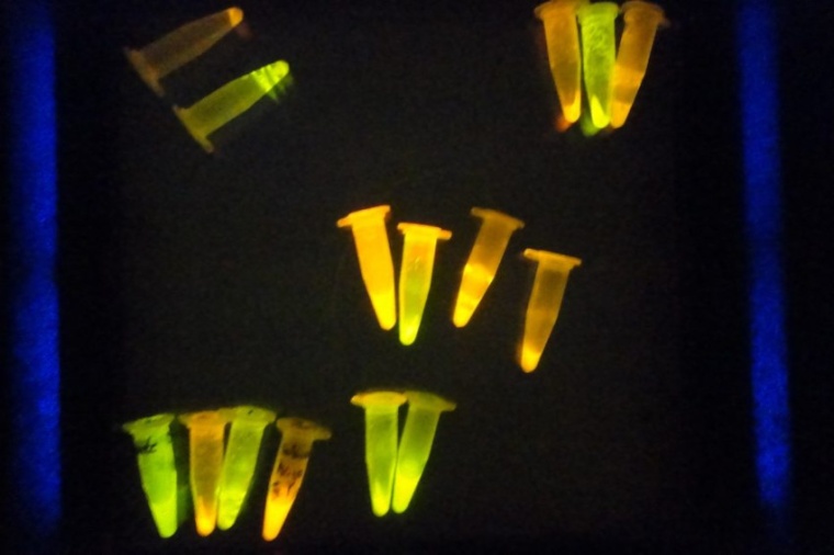 Green fluorescent proteins in eppendorf tubes glow green because they have...