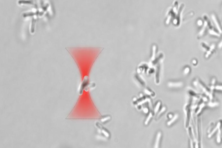Laser-based optical traps can be used to control biofilm formation. Lasers at...