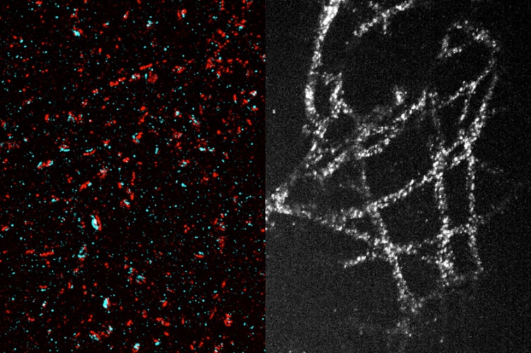 Thanks to a new technique that allows them to expand tissue 20-fold before...